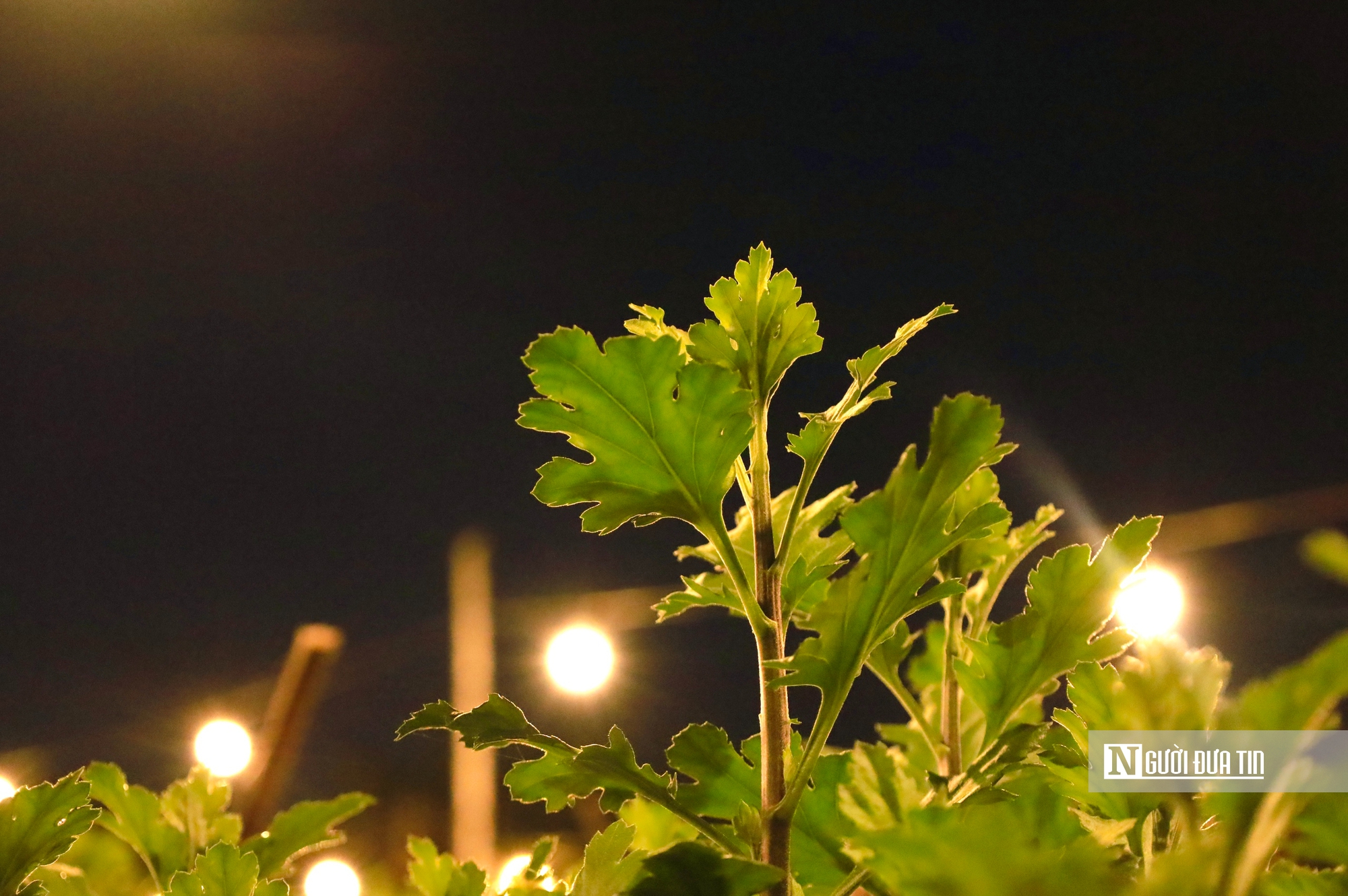 Quảng Ngãi: Nông dân trắng đêm chong đèn, giữ ấm cho mùa hoa Tết- Ảnh 7. Quảng Ngãi: Nông dân trắng đêm chong đèn, giữ ấm cho mùa hoa Tết- Ảnh 7.