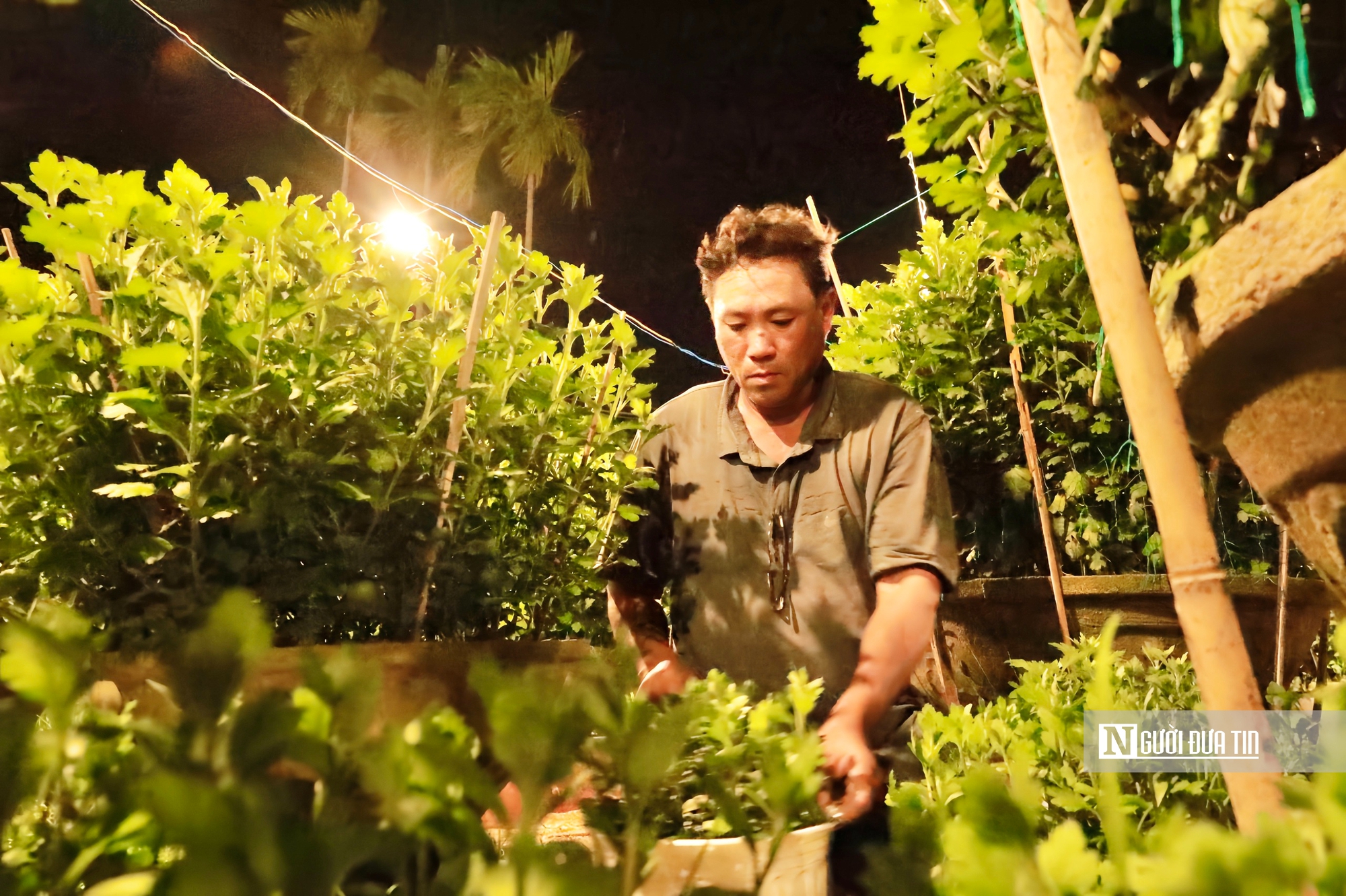 Quảng Ngãi: Nông dân trắng đêm chong đèn, giữ ấm cho mùa hoa Tết- Ảnh 8. Quảng Ngãi: Nông dân trắng đêm chong đèn, giữ ấm cho mùa hoa Tết- Ảnh 8.