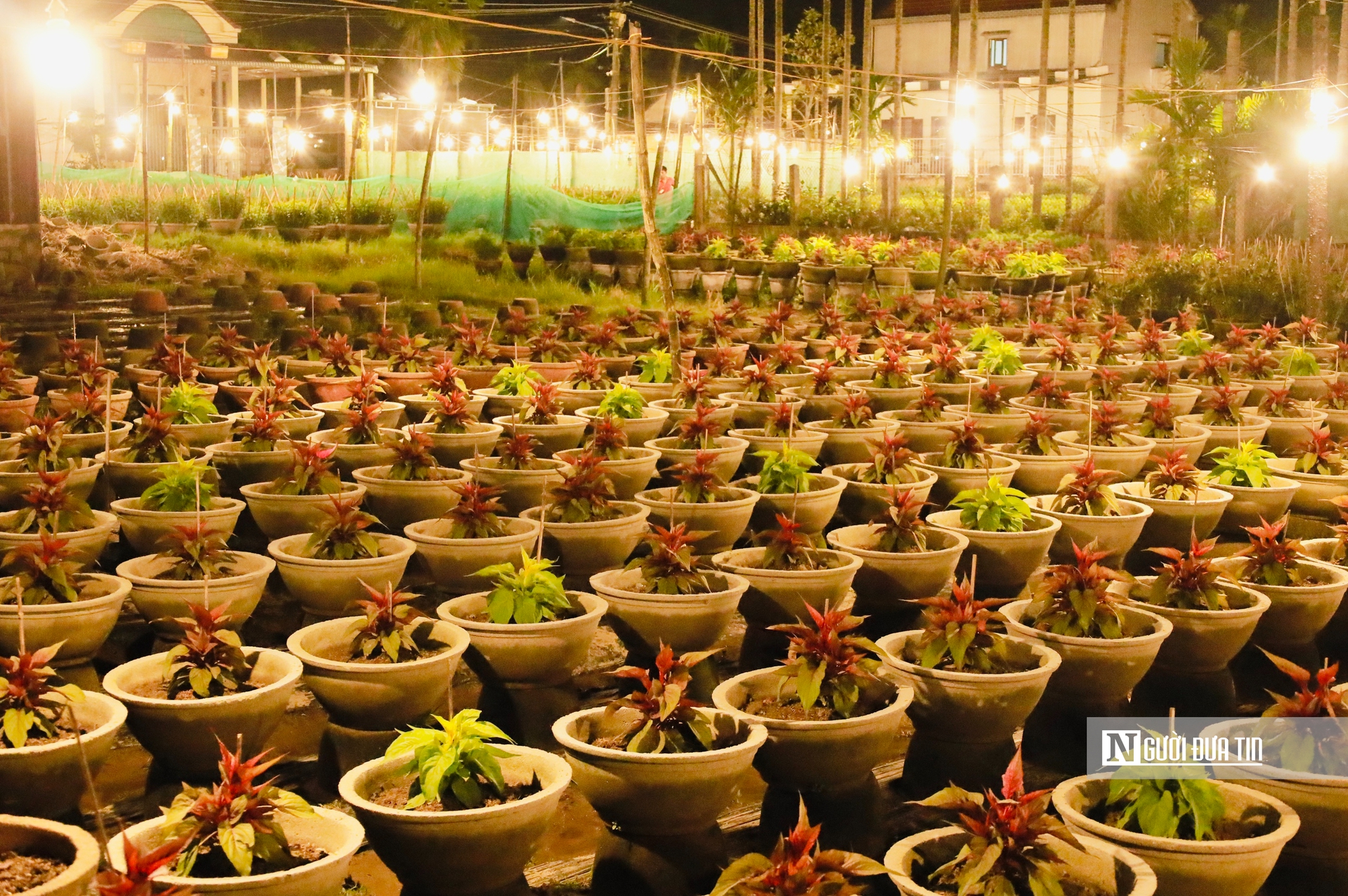 Quảng Ngãi: Nông dân trắng đêm chong đèn, giữ ấm cho mùa hoa Tết- Ảnh 13. Quảng Ngãi: Nông dân trắng đêm chong đèn, giữ ấm cho mùa hoa Tết- Ảnh 13.