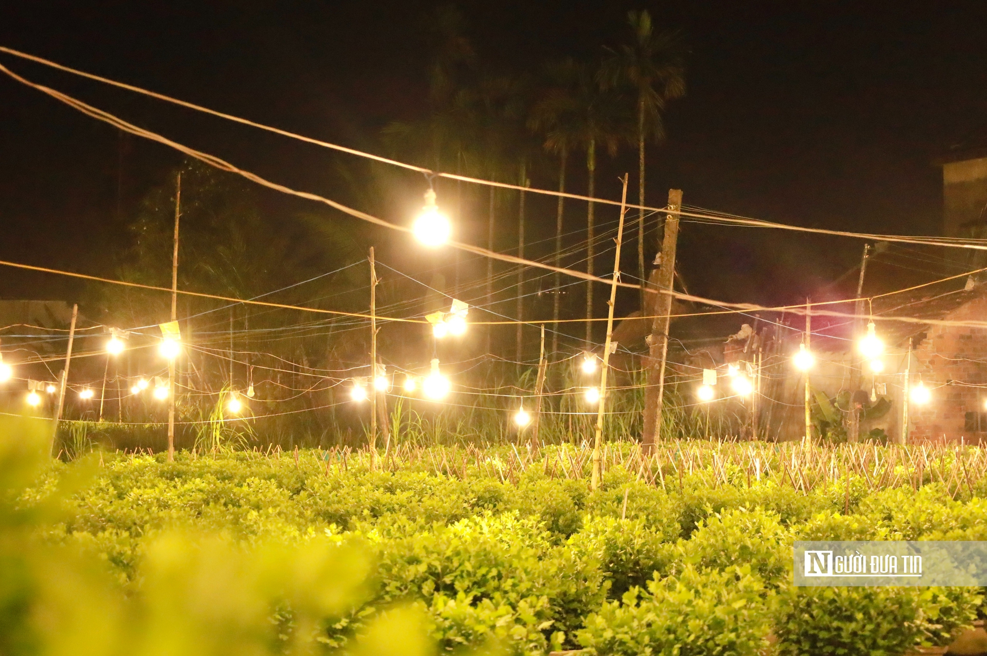 Quảng Ngãi: Nông dân trắng đêm chong đèn, giữ ấm cho mùa hoa Tết- Ảnh 12. Quảng Ngãi: Nông dân trắng đêm chong đèn, giữ ấm cho mùa hoa Tết- Ảnh 12.