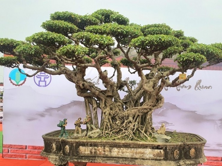 C&acirc;y thị bonsai 4 người &ocirc;m chủ nh&acirc;n b&aacute;n gi&aacute; "khủng" 400 triệu đồng, vẫn c&oacute; người đến chốt - Ảnh 3.