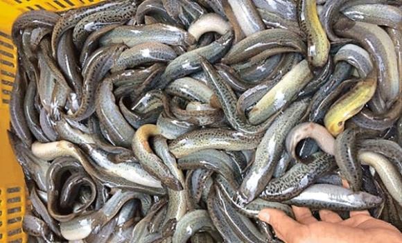 Loại cá được ví như "nhân sâm dưới nước", xuất hiện trong nhiều bài thuốc Đông y - Ảnh 1.