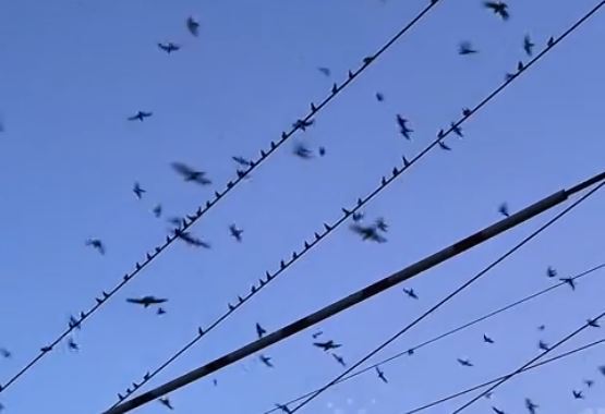 Đang đi dạo, người đàn ông bắt gặp cảnh tượng nổi da gà - Ảnh 1.