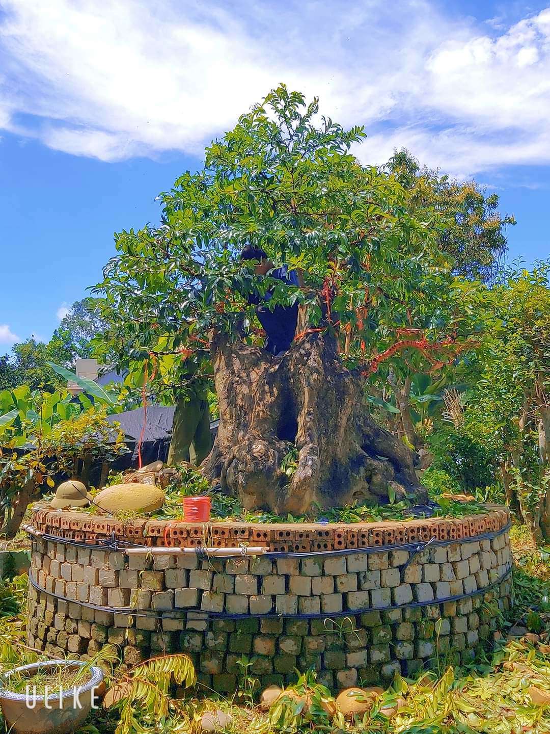 Cây thị bonsai 4 người ôm chủ nhân bán giá "khủng" 400 triệu đồng, vẫn có người đến chốt - Ảnh 1.