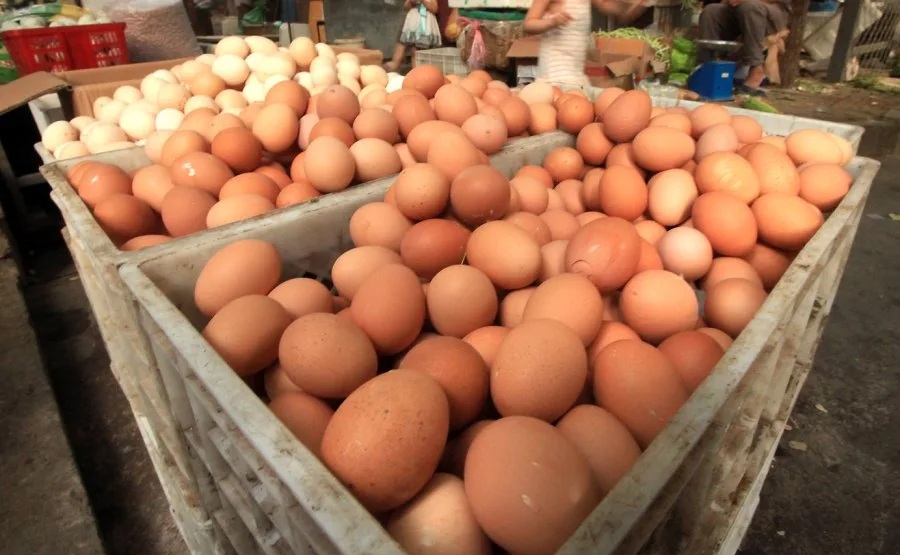 Hơn chục người đã phải nhập viện sau khi ăn trứng bị nhiễm khuẩn - Ảnh 1.