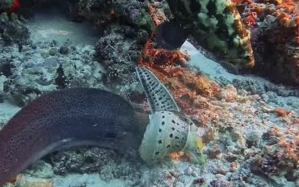 C&acirc;u chuyện "r&ugrave;ng m&igrave;nh" khi mang c&acirc;y th&ocirc;ng Noel thật v&agrave;o nh&agrave; m&ugrave;a Gi&aacute;ng sinh - Ảnh 3.