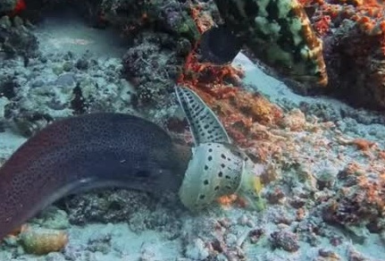 Rợn người cảnh "kẻ săn mồi đấu kẻ săn mồi" dưới đáy biển - Ảnh 1. Rợn người cảnh "kẻ săn mồi đấu kẻ săn mồi" dưới đáy biển - Ảnh 1.