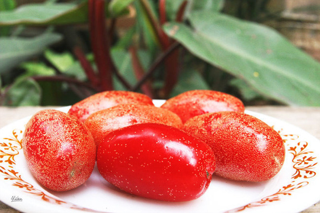 Loại cây ở Việt Nam giá rẻ như cho, sang "trời tây" 3,5 triệu đồng/cây - Ảnh 2.