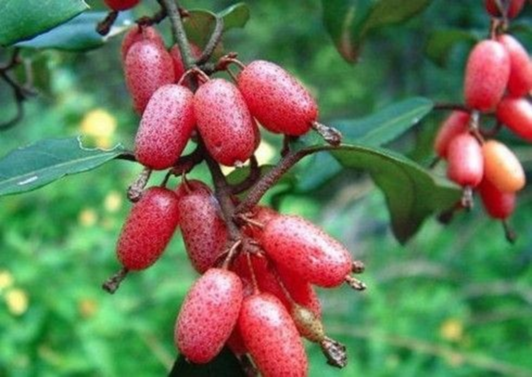Loại cây ở Việt Nam giá rẻ như cho, sang "trời tây" 3,5 triệu đồng/cây - Ảnh 1.