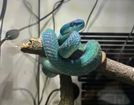 Nhiều người đổ xô đi tìm mua rắn sau "cơn sốt" Zootopia 2 - Ảnh 2.