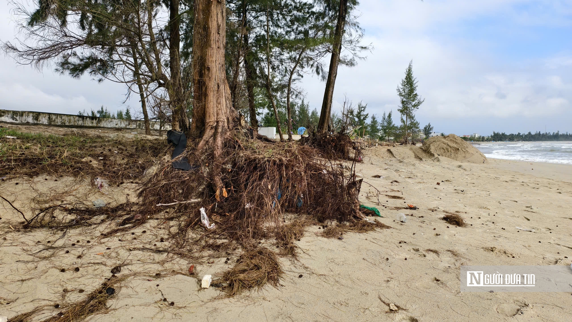 B&atilde;i tắm đẹp nhất Quảng Ng&atilde;i trước nguy cơ bị "x&oacute;a sổ" do triều cường v&agrave; x&acirc;m thực- Ảnh 6.