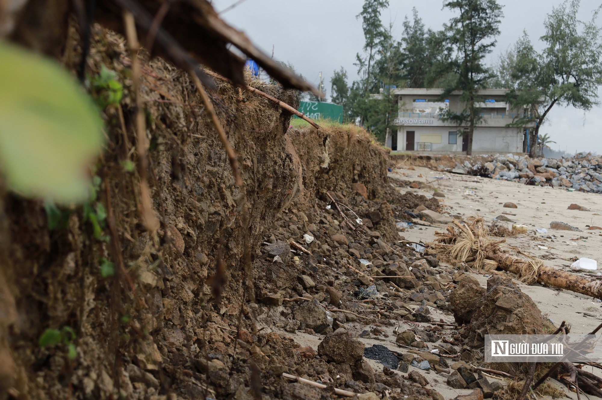 B&atilde;i tắm đẹp nhất Quảng Ng&atilde;i trước nguy cơ bị "x&oacute;a sổ" do triều cường v&agrave; x&acirc;m thực- Ảnh 11.