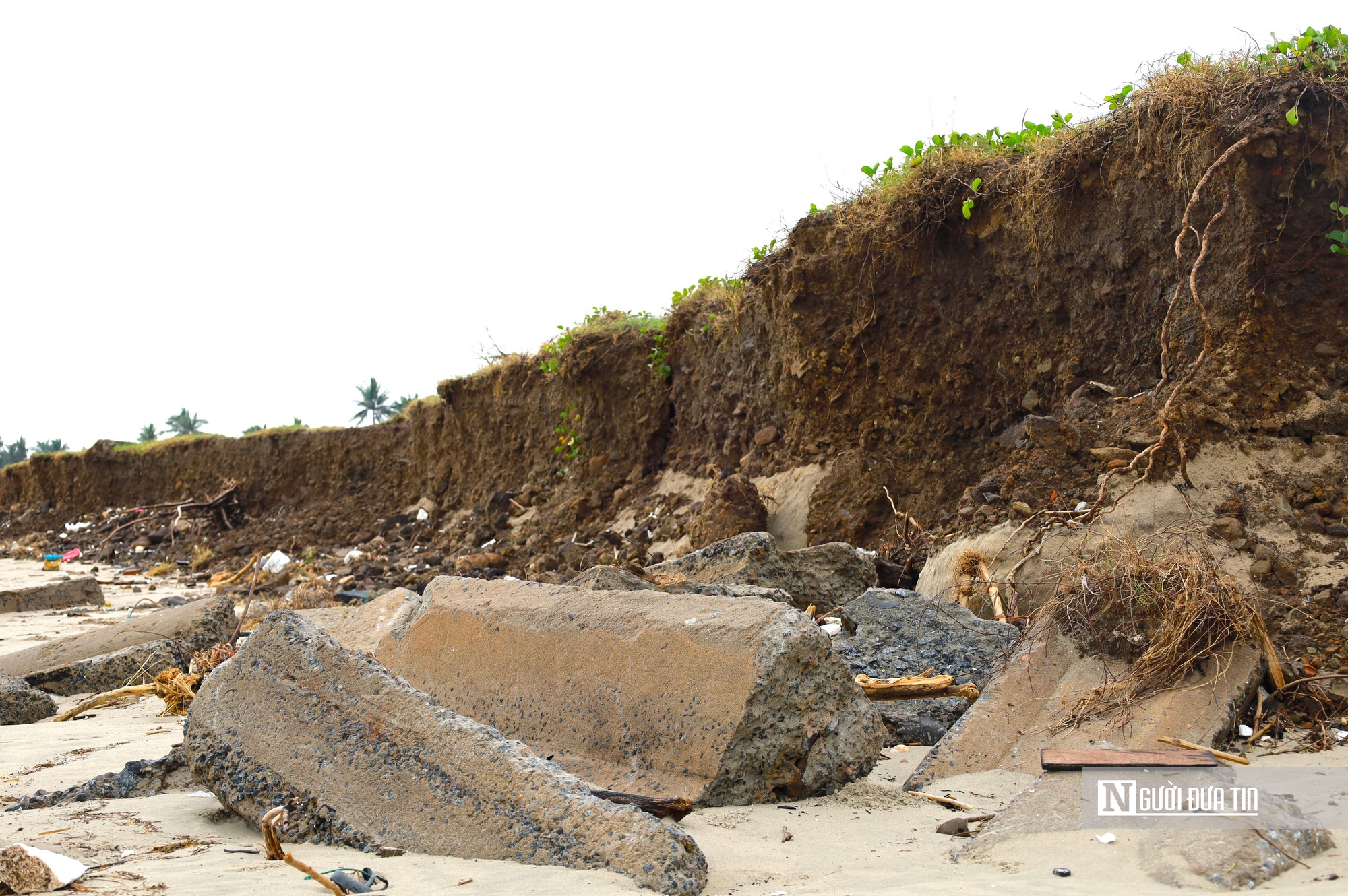 Bãi tắm đẹp nhất Quảng Ngãi trước nguy cơ bị "xóa sổ" do triều cường và xâm thực- Ảnh 5.