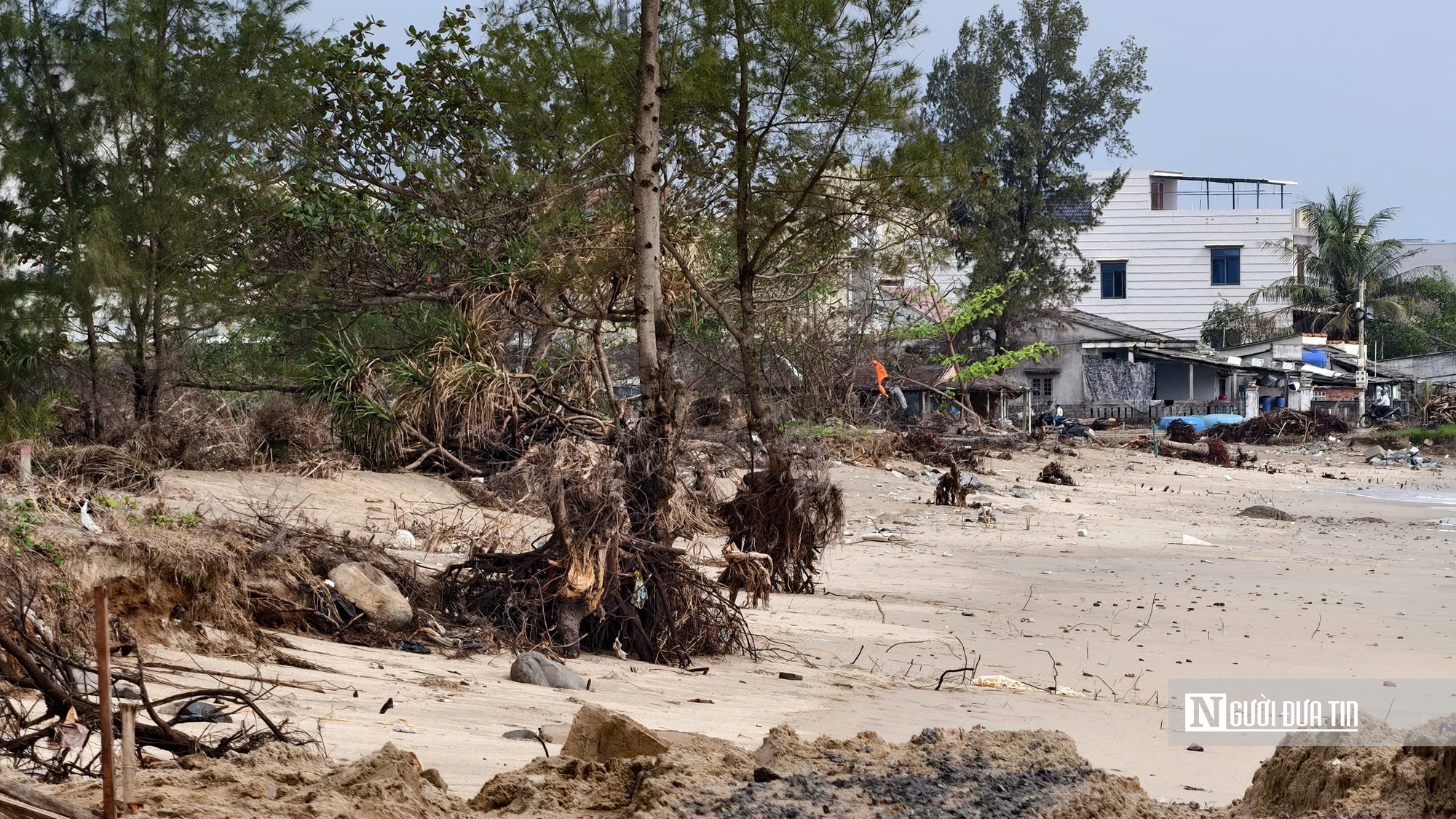 Bãi tắm đẹp nhất Quảng Ngãi trước nguy cơ bị "xóa sổ" do triều cường và xâm thực- Ảnh 9.