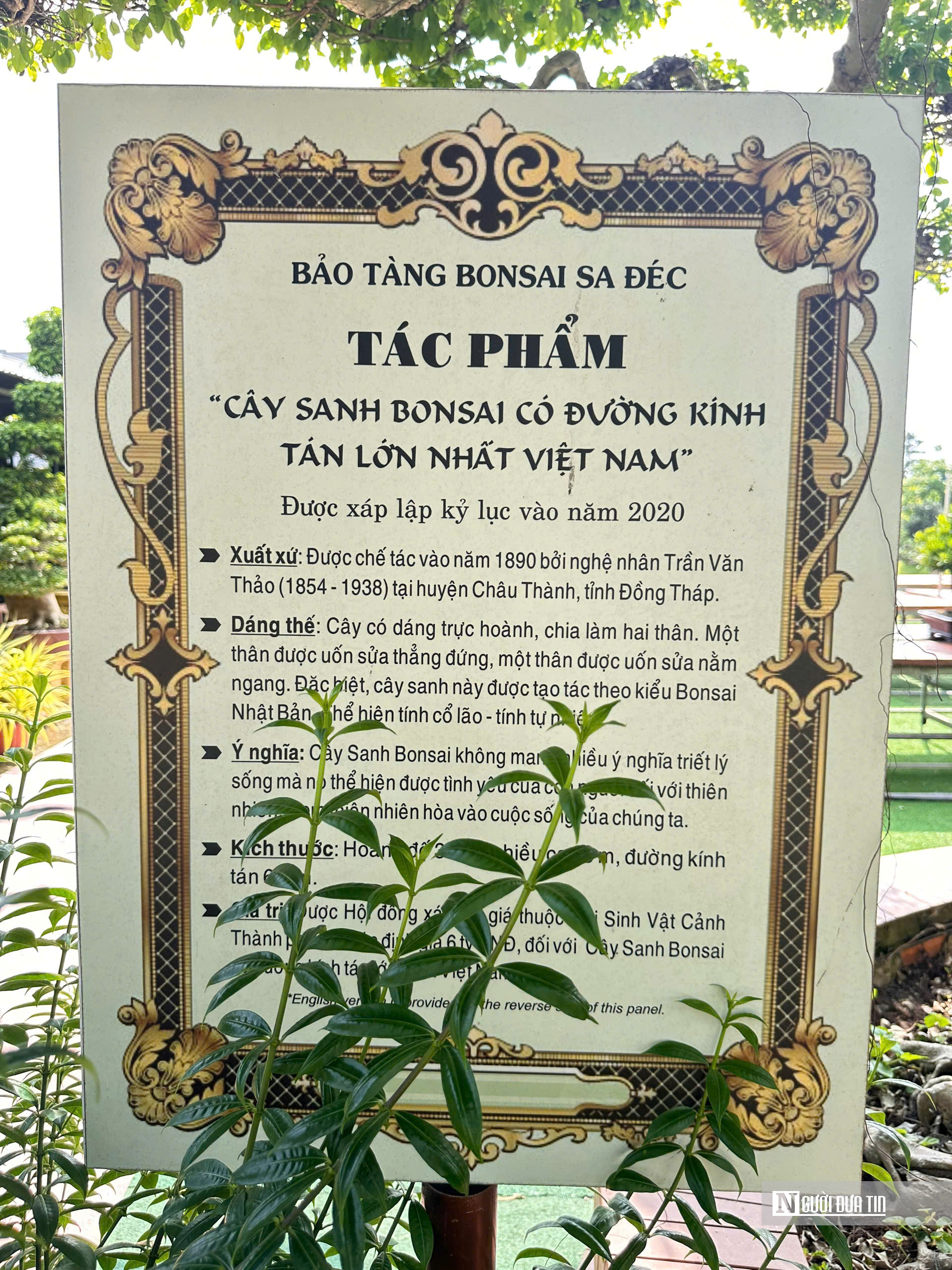 Câu chuyện phía sau bảo tàng bonsai trị giá hàng triệu USD ở Đồng Tháp- Ảnh 5.