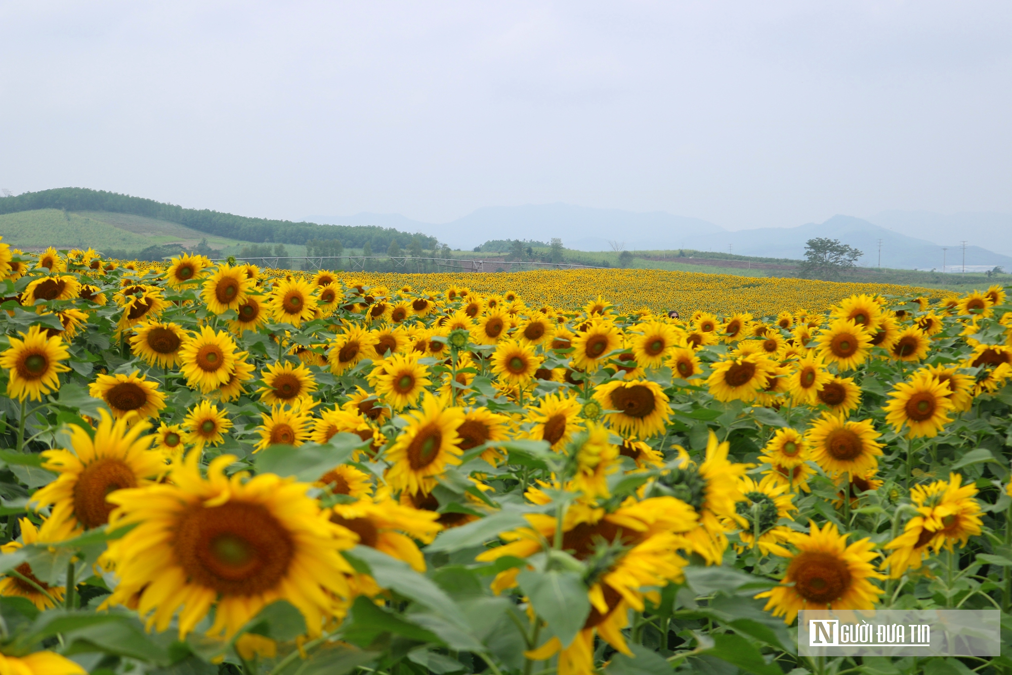 Giới trẻ mê mẩn check – in sống ảo với cánh đồng hoa hướng dương ở xứ Nghệ- Ảnh 2. Giới trẻ mê mẩn check – in sống ảo với cánh đồng hoa hướng dương ở xứ Nghệ- Ảnh 2.