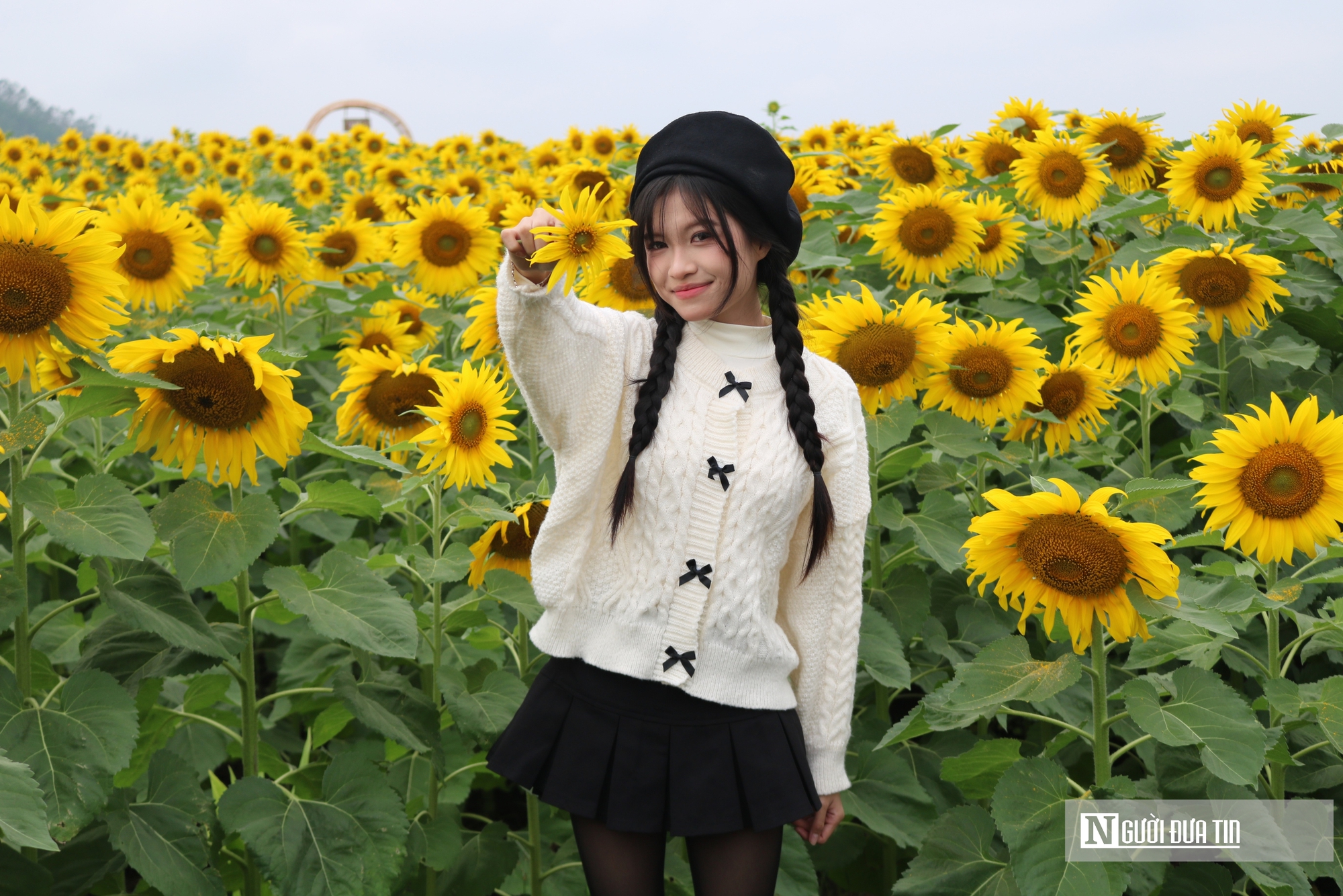 Giới trẻ mê mẩn check – in sống ảo với cánh đồng hoa hướng dương ở xứ Nghệ- Ảnh 4. Giới trẻ mê mẩn check – in sống ảo với cánh đồng hoa hướng dương ở xứ Nghệ- Ảnh 4.