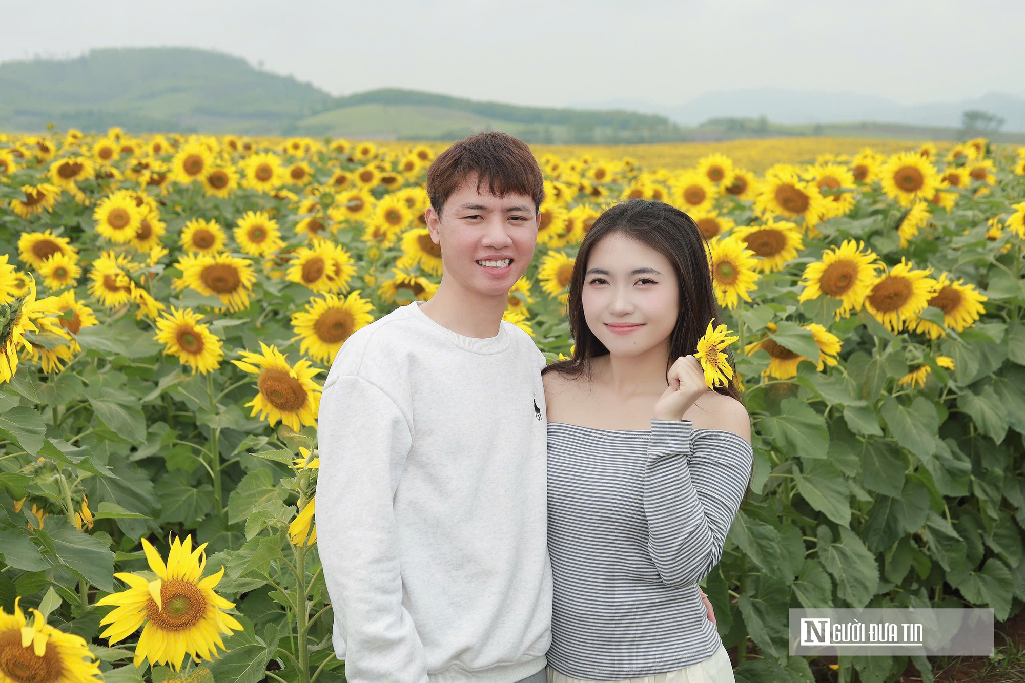 Giới trẻ mê mẩn check – in sống ảo với cánh đồng hoa hướng dương ở xứ Nghệ- Ảnh 7. Giới trẻ mê mẩn check – in sống ảo với cánh đồng hoa hướng dương ở xứ Nghệ- Ảnh 7.