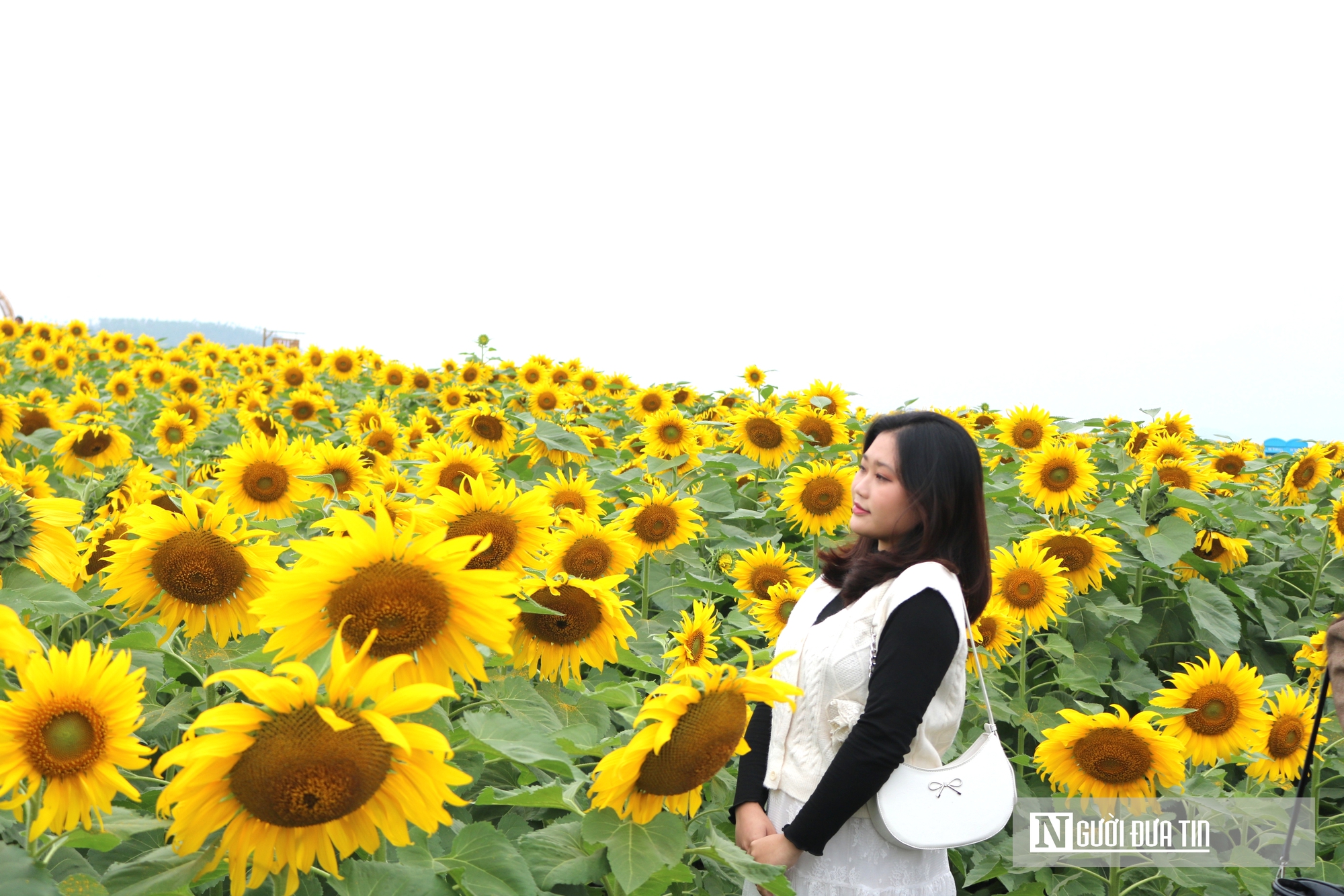 Giới trẻ mê mẩn check – in sống ảo với cánh đồng hoa hướng dương ở xứ Nghệ- Ảnh 8. Giới trẻ mê mẩn check – in sống ảo với cánh đồng hoa hướng dương ở xứ Nghệ- Ảnh 8.