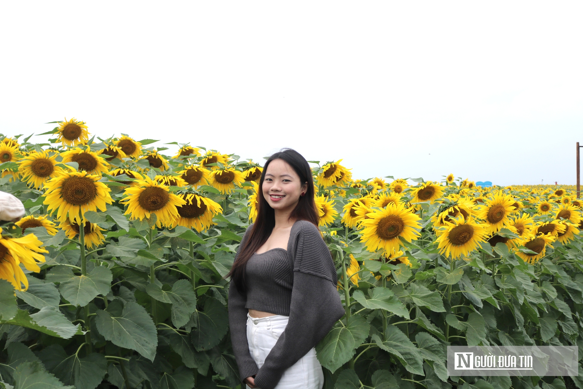 Giới trẻ mê mẩn check – in sống ảo với cánh đồng hoa hướng dương ở xứ Nghệ- Ảnh 10. Giới trẻ mê mẩn check – in sống ảo với cánh đồng hoa hướng dương ở xứ Nghệ- Ảnh 10.