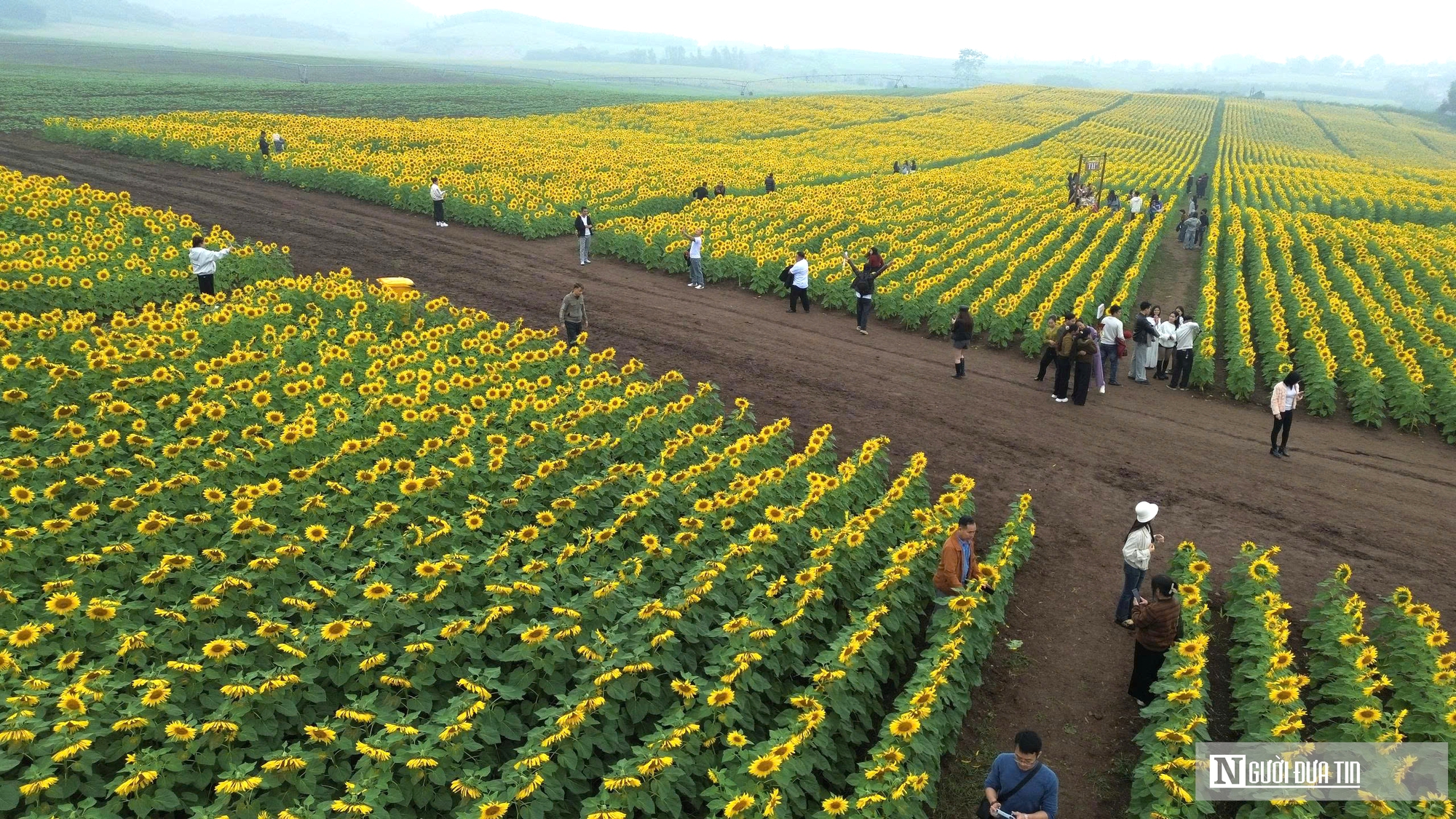 Giới trẻ mê mẩn check – in sống ảo với cánh đồng hoa hướng dương ở xứ Nghệ- Ảnh 1. Giới trẻ mê mẩn check – in sống ảo với cánh đồng hoa hướng dương ở xứ Nghệ- Ảnh 1.