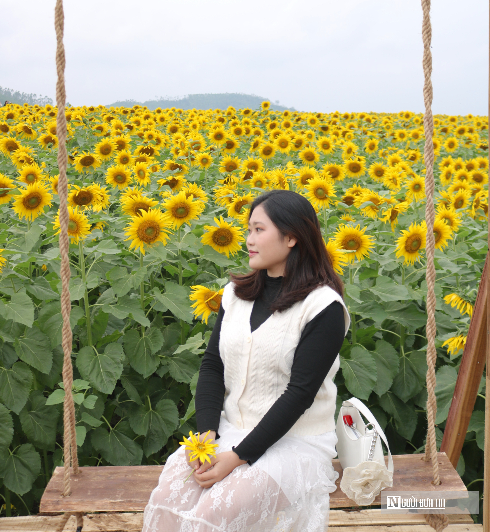 Giới trẻ mê mẩn check – in sống ảo với cánh đồng hoa hướng dương ở xứ Nghệ- Ảnh 5. Giới trẻ mê mẩn check – in sống ảo với cánh đồng hoa hướng dương ở xứ Nghệ- Ảnh 5.