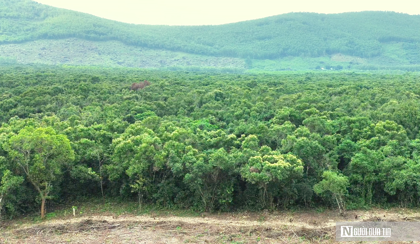 VIDEO: Ngắm &lsquo;ph&aacute;o đ&agrave;i xanh&rsquo; trăm tuổi hiếm c&oacute; giữa cồn c&aacute;t ven biển Huế- Ảnh 2.