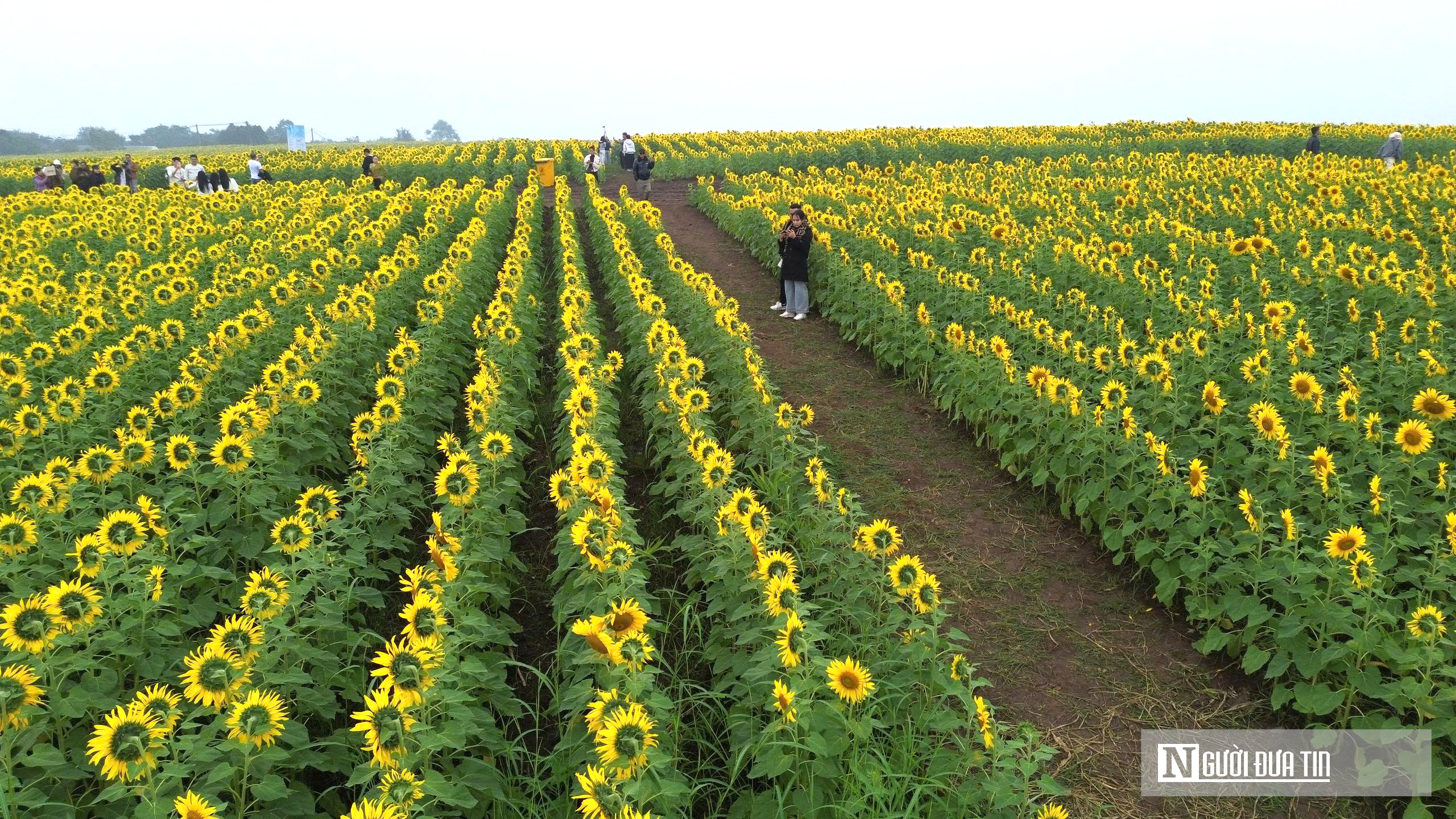Giới trẻ mê mẩn check – in sống ảo với cánh đồng hoa hướng dương ở xứ Nghệ- Ảnh 12. Giới trẻ mê mẩn check – in sống ảo với cánh đồng hoa hướng dương ở xứ Nghệ- Ảnh 12.