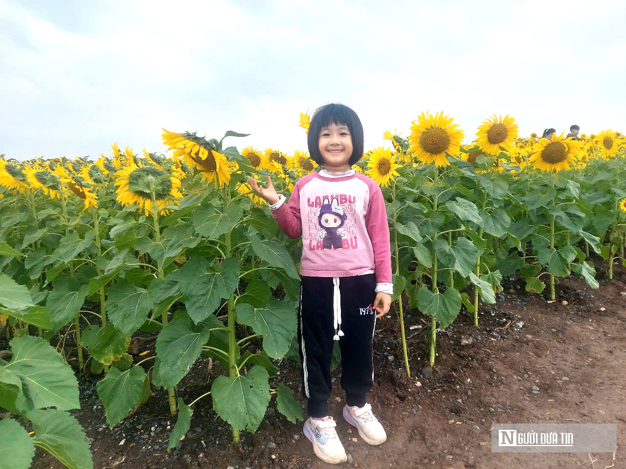 Giới trẻ mê mẩn check – in sống ảo với cánh đồng hoa hướng dương ở xứ Nghệ- Ảnh 9. Giới trẻ mê mẩn check – in sống ảo với cánh đồng hoa hướng dương ở xứ Nghệ- Ảnh 9.