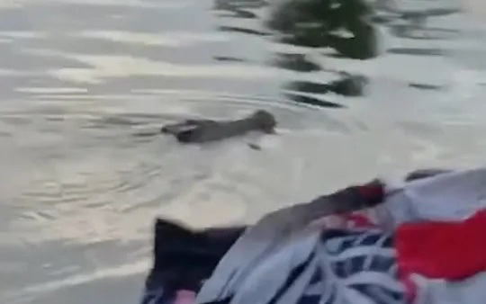 Ba người đ&agrave;n &ocirc;ng thi&ecirc;u sống voi rừng g&acirc;y phẫn nộ - Ảnh 2.