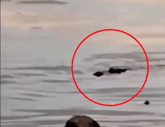 Đi bơi c&ugrave;ng bạn, cậu b&eacute; bị thứ đ&aacute;ng sợ cắn tử vong tr&ecirc;n s&ocirc;ng - Ảnh 1.