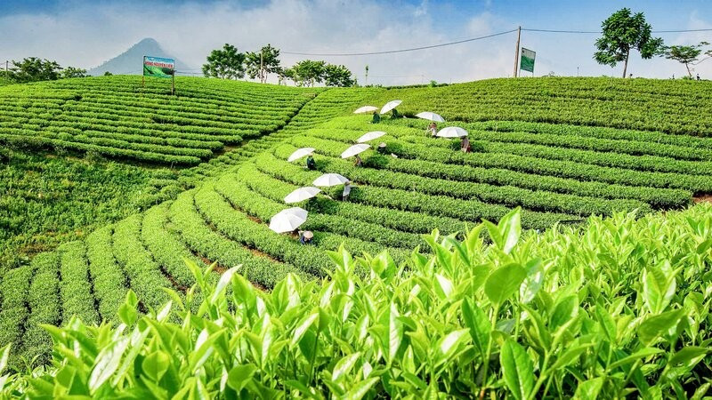 Nông nghiệp thông minh: Điểm sáng giảm nghèo ở Thái Nguyên - Ảnh 2.