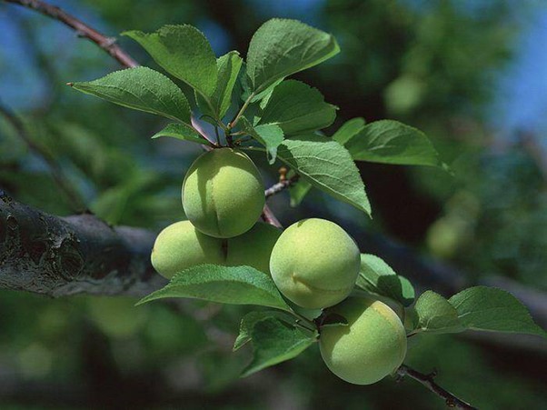 Vị thuốc của m&ugrave;a Xu&acirc;n từ loại quả "tốt nhất thế giới", Việt Nam trồng bạt ng&agrave;n - Ảnh 1.