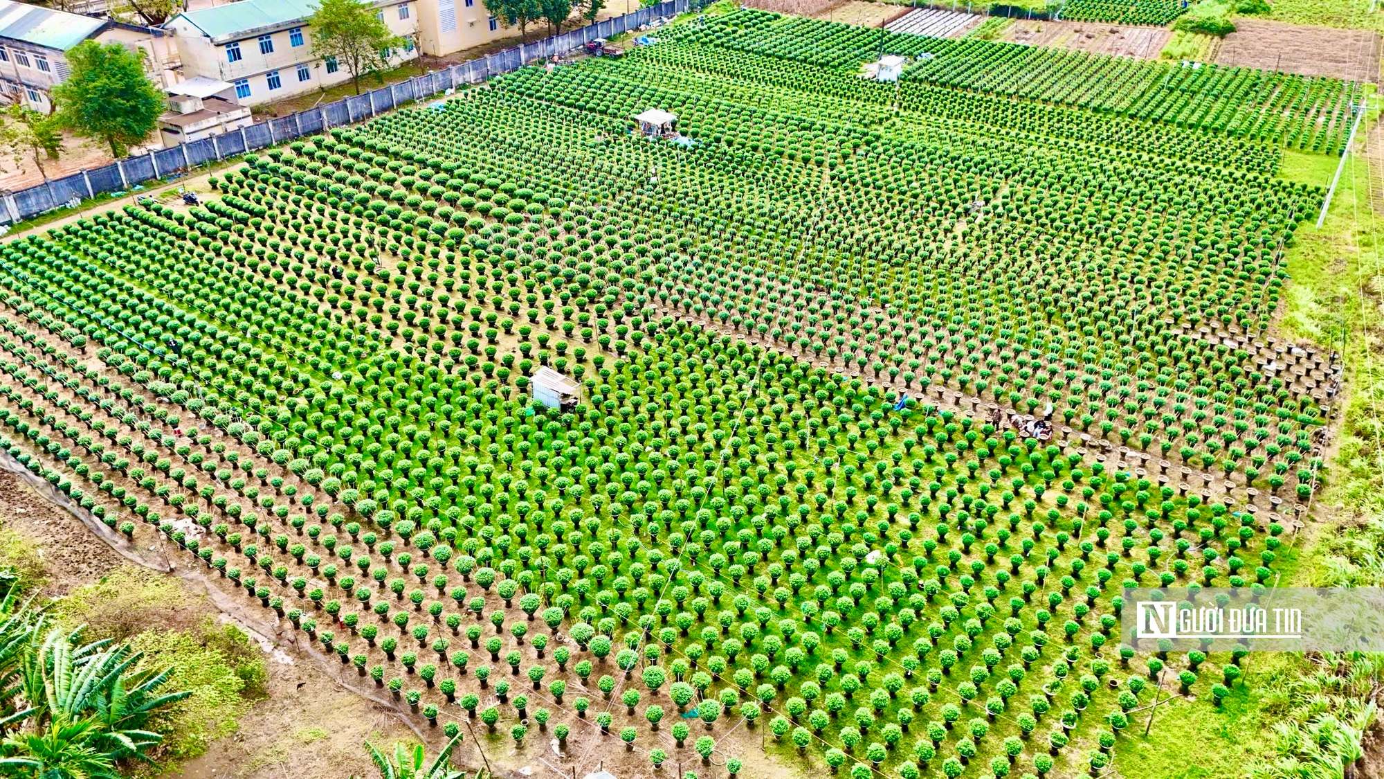 Nông dân thủ phủ hoa cúc Quảng Ngãi tất bật chuẩn bị mùa hoa tết 2026 - Ảnh 1.
