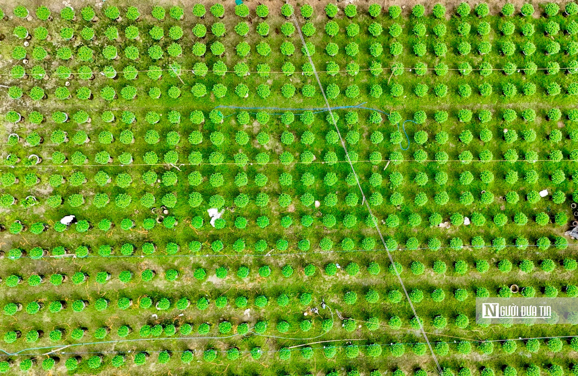 Nông dân thủ phủ hoa cúc Quảng Ngãi tất bật chuẩn bị mùa hoa tết 2026 - Ảnh 3.