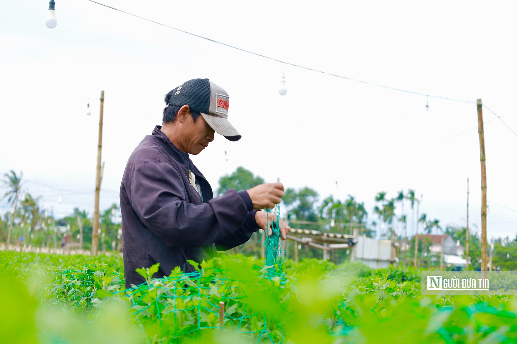 Nông dân thủ phủ hoa cúc Quảng Ngãi tất bật chuẩn bị mùa hoa tết 2026 - Ảnh 4.