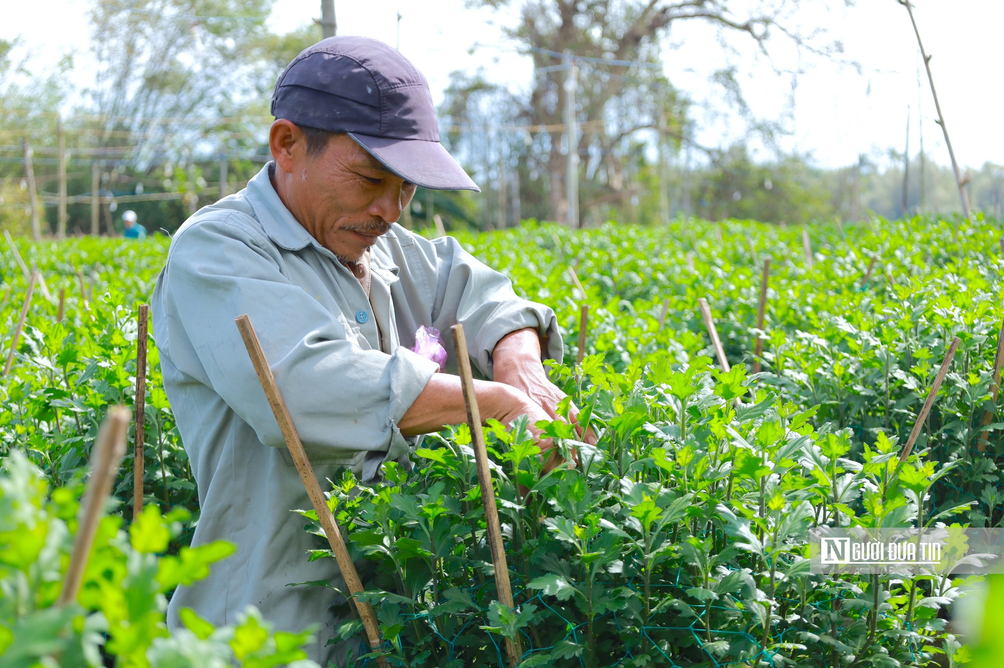 Nông dân thủ phủ hoa cúc Quảng Ngãi tất bật chuẩn bị mùa hoa tết 2026 - Ảnh 6.