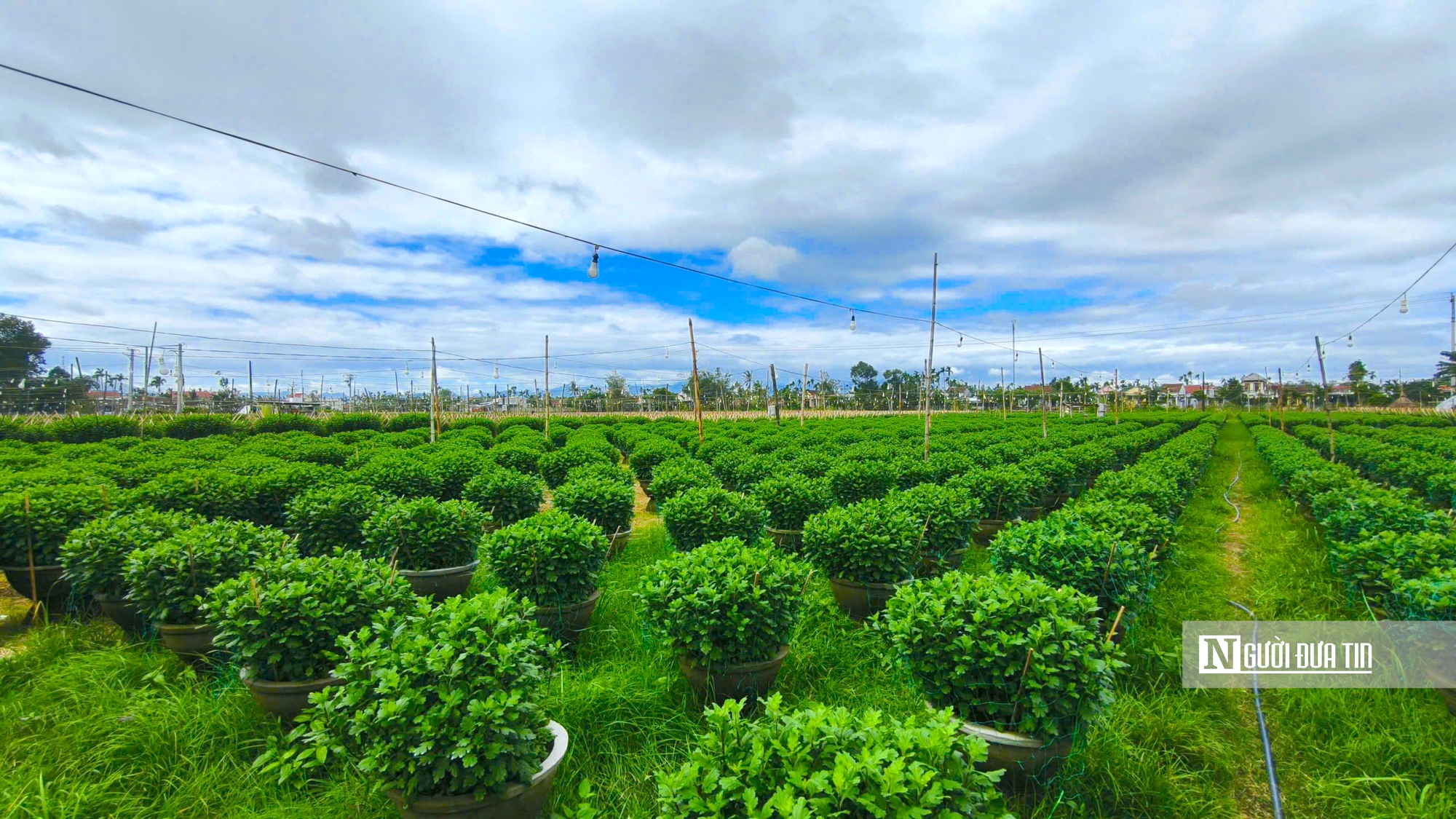 Nông dân thủ phủ hoa cúc Quảng Ngãi tất bật chuẩn bị mùa hoa tết 2026 - Ảnh 7.