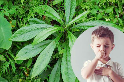 C&ocirc;ng dụng kh&ocirc;ng ngờ từ loại l&aacute; l&agrave; gia vị phổ biến trong bếp người Việt - Ảnh 5.