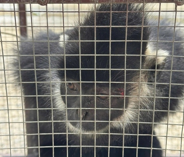 Bắt được sinh vật hoang dã nhiều lần tấn công người dân - Ảnh 1. Bắt được sinh vật hoang dã nhiều lần tấn công người dân - Ảnh 1.