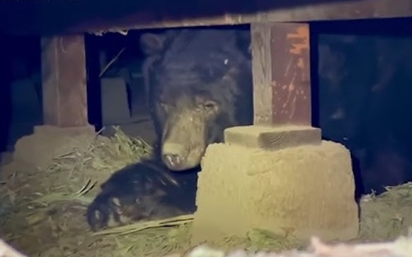 Chiếc m&aacute;y bay bất ngờ xuất hiện sau 13 năm mất t&iacute;ch- Ảnh 2.