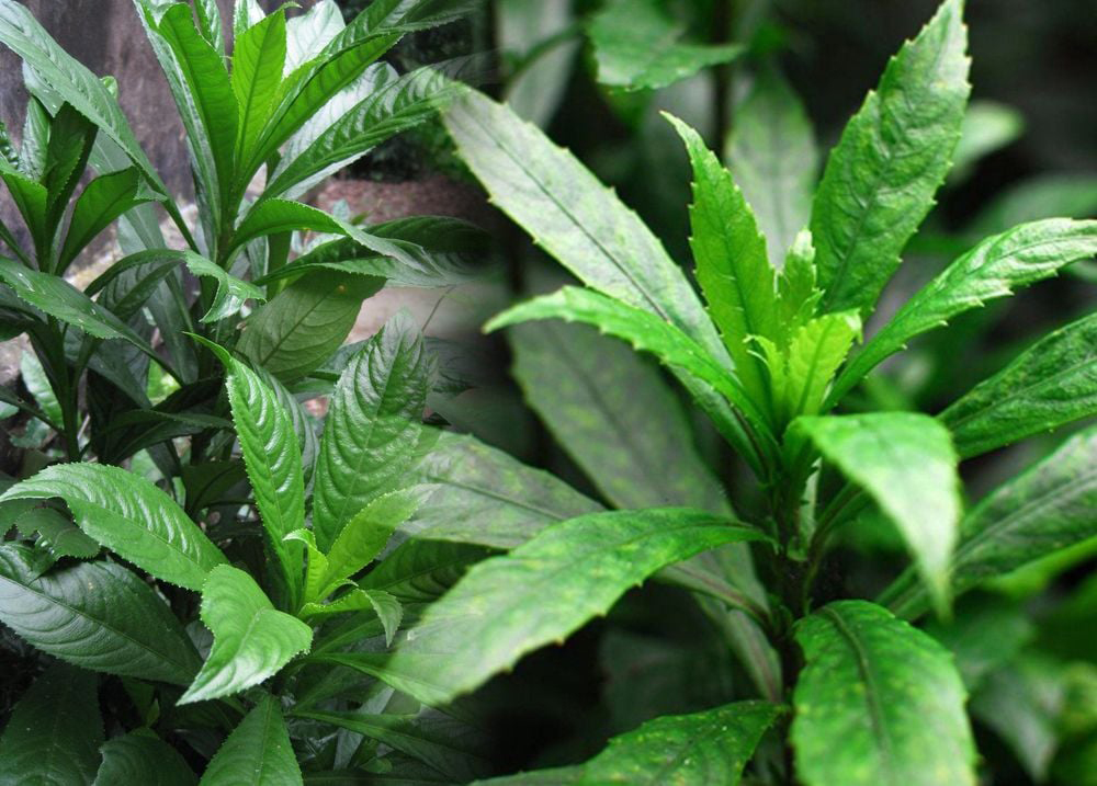 Công dụng không ngờ từ loại lá là gia vị phổ biến trong bếp người Việt - Ảnh 1.