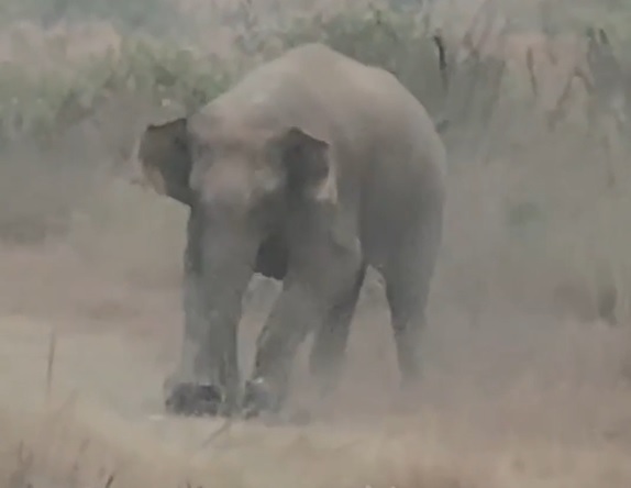 Người đ&agrave;n &ocirc;ng bị voi giẫm tử vong khi đang chụp ảnh "tự sướng" - Ảnh 1.