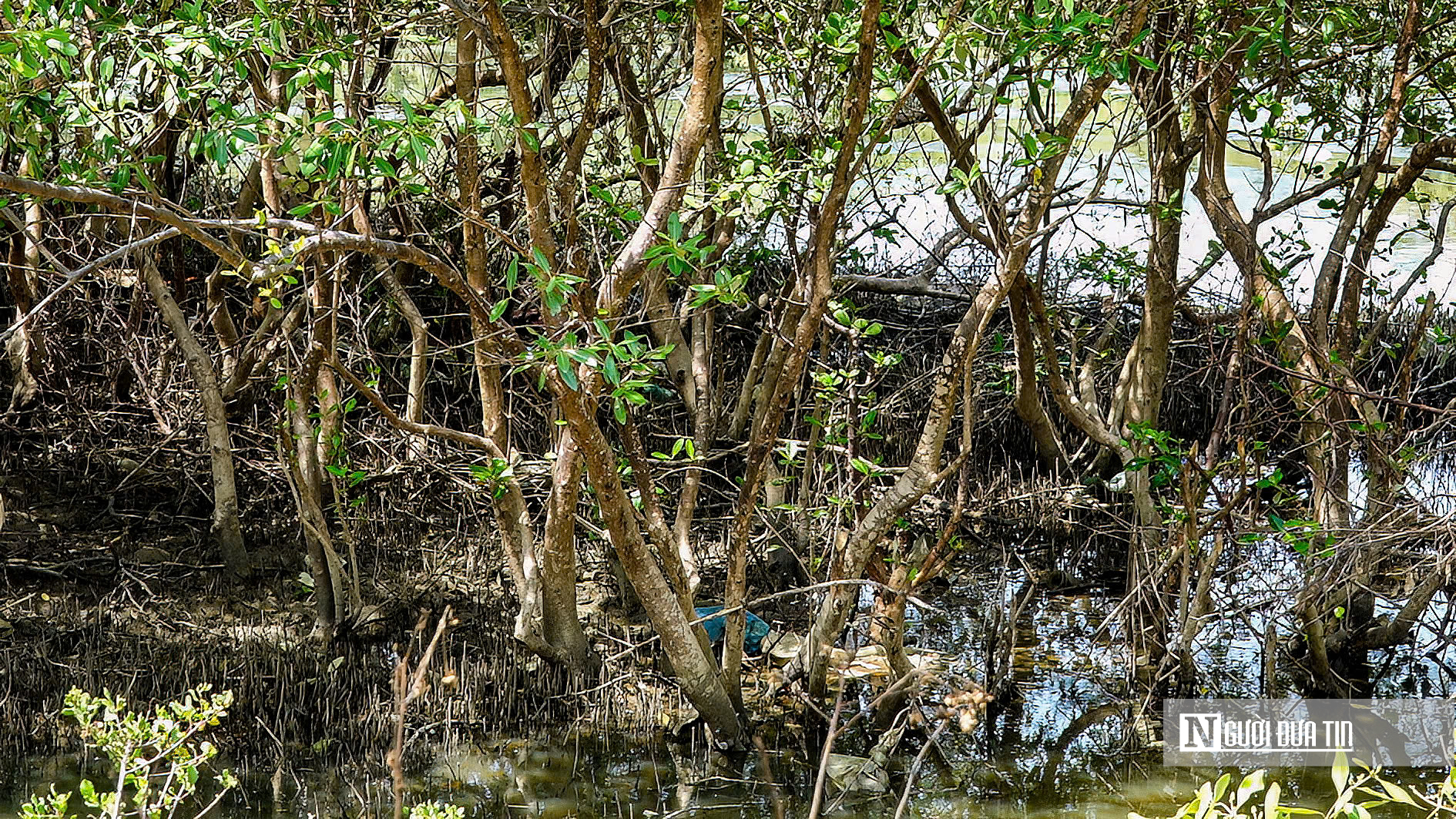 Lâm Đồng "đánh thức" gần 30ha đất ngập nước, tái sinh "lá phổi xanh" giữa đô thị- Ảnh 3. Lâm Đồng "đánh thức" gần 30ha đất ngập nước, tái sinh "lá phổi xanh" giữa đô thị- Ảnh 3.