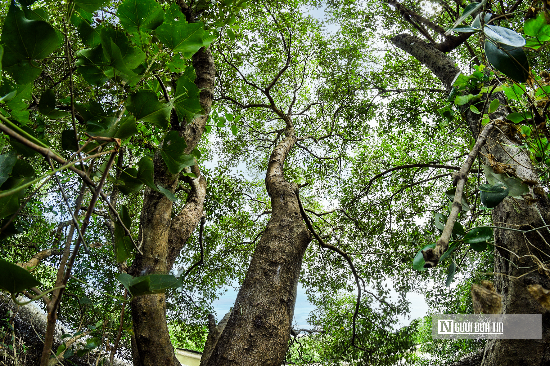 Lâm Đồng "đánh thức" gần 30ha đất ngập nước, tái sinh "lá phổi xanh" giữa đô thị- Ảnh 8. Lâm Đồng "đánh thức" gần 30ha đất ngập nước, tái sinh "lá phổi xanh" giữa đô thị- Ảnh 8.