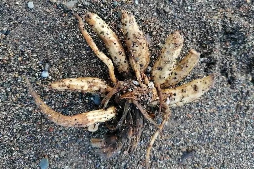 Loài cây cực độc trôi dạt vào bãi biển, chuyên gia cảnh báo - Ảnh 1. Loài cây cực độc trôi dạt vào bãi biển, chuyên gia cảnh báo - Ảnh 1.