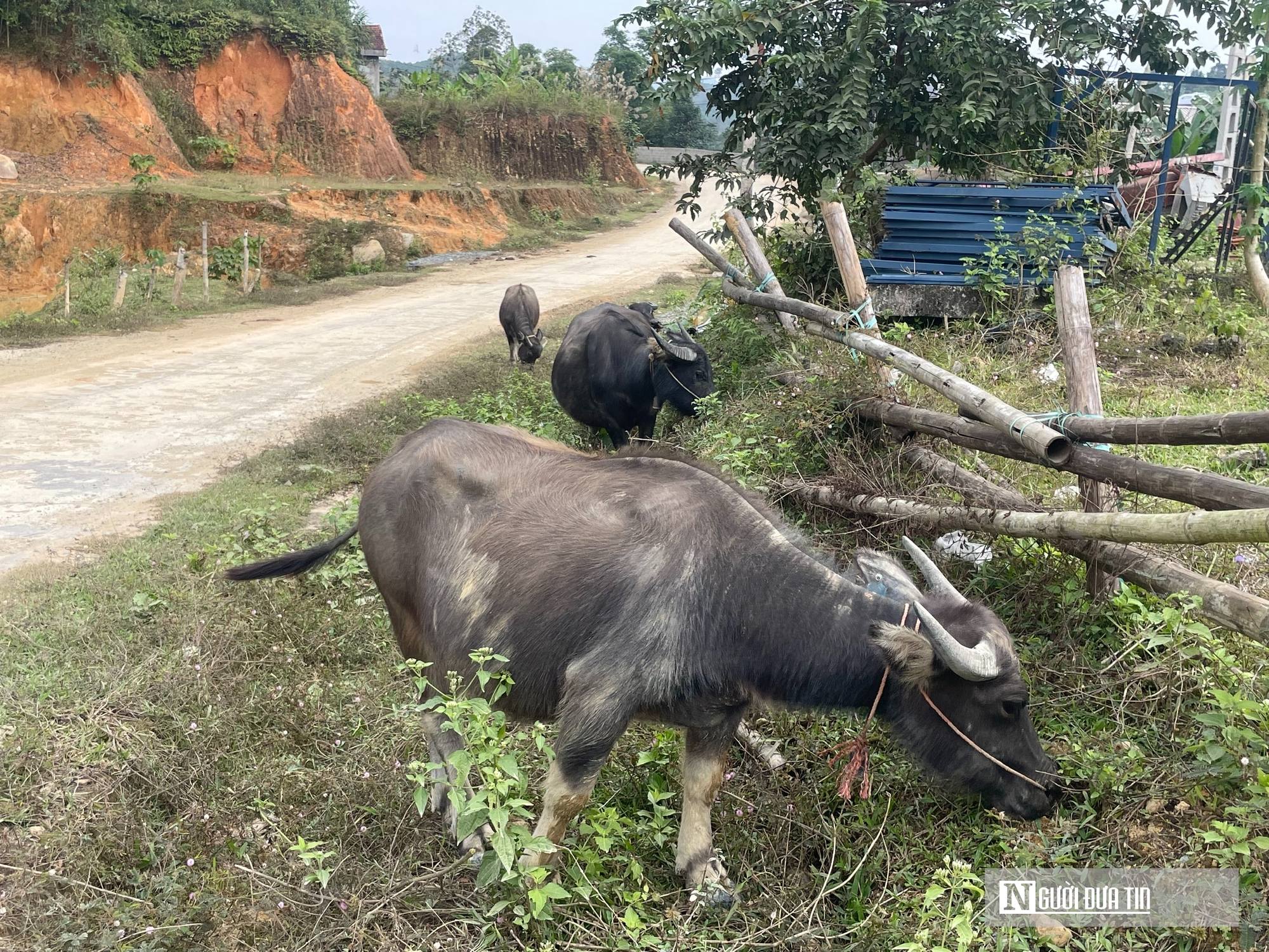 Trao "cần c&acirc;u" cho hộ ngh&egrave;o v&ugrave;ng cao: Những con tr&acirc;u mang theo hy vọng tho&aacute;t ngh&egrave;o - Ảnh 1.