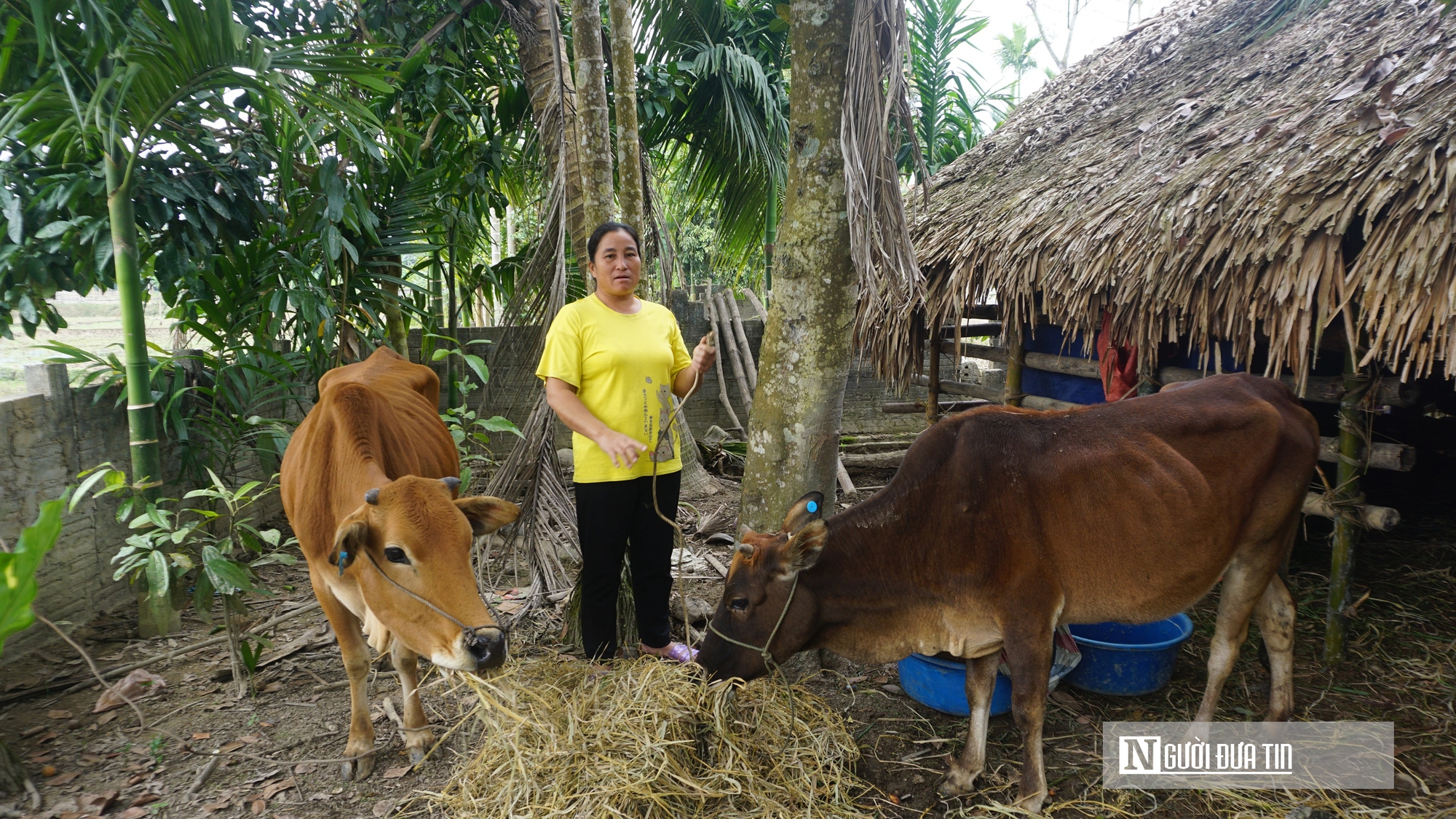 Trao "cần c&acirc;u" cho hộ ngh&egrave;o v&ugrave;ng cao: Những con tr&acirc;u mang theo hy vọng tho&aacute;t ngh&egrave;o - Ảnh 3.