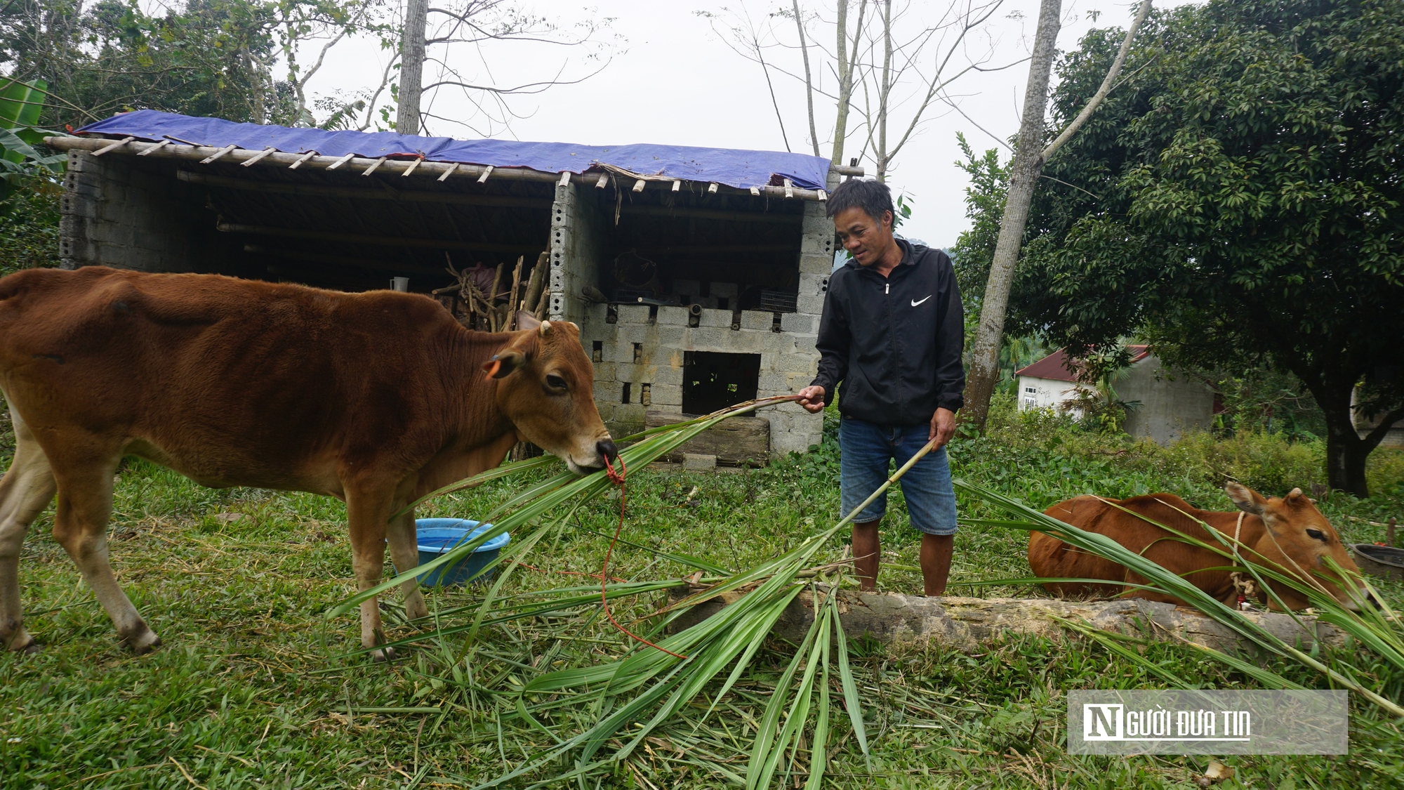 Trao "cần c&acirc;u" cho hộ ngh&egrave;o v&ugrave;ng cao: Những con tr&acirc;u mang theo hy vọng tho&aacute;t ngh&egrave;o - Ảnh 4.