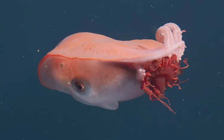 Kinh ho&agrave;ng "Tam gi&aacute;c Đỏ": C&aacute; mập trắng tấn c&ocirc;ng người lướt s&oacute;ng - Ảnh 2.